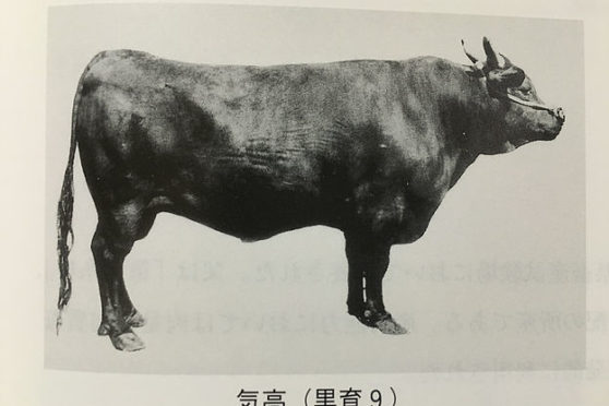 平成２８年４月の薩摩家畜市場の諒太郎の全成績